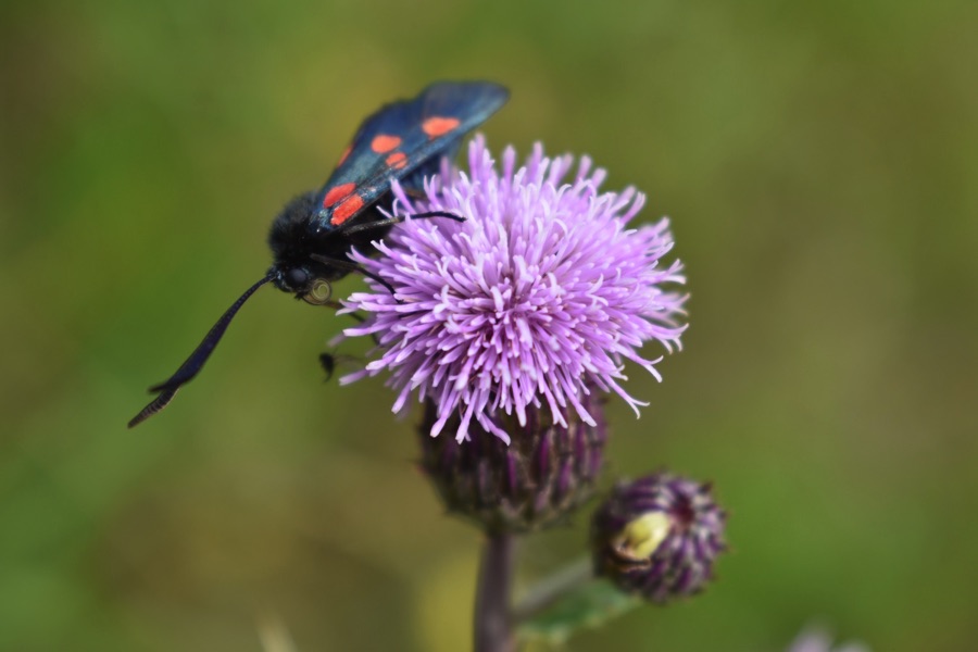 Six spot burnet moth